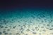 Researchers Discover ‘Dark Oxygen’ Production on Seafloor