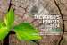 The State of the World’s Forests 2024 Report