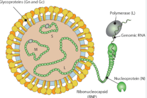 What is the Oropouche Virus?