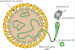What is the Oropouche Virus?