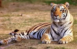 Project Tiger Displaces 5.5 Lakh Tribal Communities, Report Reveals