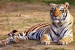 Project Tiger Displaces 5.5 Lakh Tribal Communities, Report Reveals