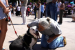 Turkey Parliament Approves Controversial Stray Dog Euthanasia Law