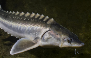 Sturgeon Poaching Threatens Endangered Species in Danube River