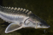 Sturgeon Poaching Threatens Endangered Species in Danube River