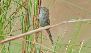 Tree Cover Increase Threatens Grassland Bird Populations