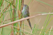 Tree Cover Increase Threatens Grassland Bird Populations