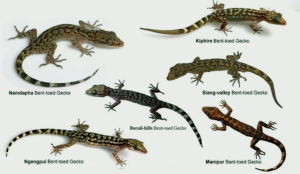 New Bent-Toed Gecko Species Discovered in Northeast India