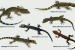 New Bent-Toed Gecko Species Discovered in Northeast India