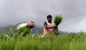 India Retains Eighth Position in Global Agricultural Exports
