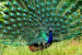 Government Declares New Peacock Sanctuaries in Karnataka, Kerala