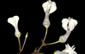 New Plant Species Ceropegia Shivrayiana Discovered at Vishalgad