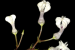 New Plant Species Ceropegia Shivrayiana Discovered at Vishalgad