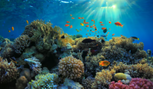 Great Barrier Reef Faces Record Temperatures, Urgent Threats
