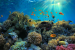 Great Barrier Reef Faces Record Temperatures, Urgent Threats