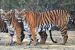 Chhattisgarh Establishes Third Largest Tiger Reserve Amid Decline