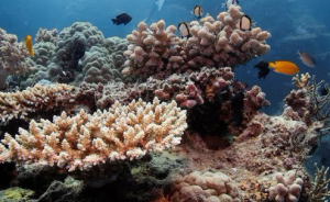 Great Barrier Reef Sees Warmest Waters in 400 Years