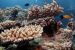 Great Barrier Reef Sees Warmest Waters in 400 Years