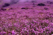 Neelakurinji Added to IUCN Red List as Vulnerable Species