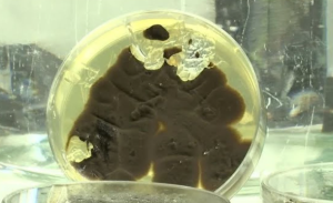 German Scientists Discover Plastic-Eating Fungi for Waste Reduction