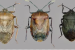 Bengaluru Researchers Discover Three New Edible Bug Species