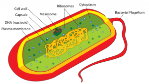 What are Prokaryotes?