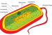 What are Prokaryotes?