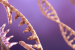 New Zealand Proposes Legislation to Modernize Gene Technology Laws