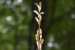 New Orchid Species Discovered in Sikkim
