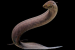 Scientists Sequence Largest Animal Genome in Lungfish Study