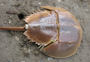India Tags Horseshoe Crabs for Conservation Efforts