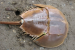 India Tags Horseshoe Crabs for Conservation Efforts