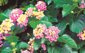 Invasive Lantana Camara Threatens Delhi’s Ecological Balance