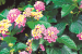 Invasive Lantana Camara Threatens Delhi’s Ecological Balance