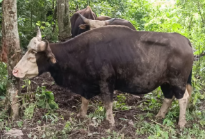 First Recorded Sightings of Mithun Bovine in Assam