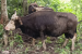 First Recorded Sightings of Mithun Bovine in Assam