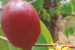 Nagpur Researchers Discover New Plant Species in Ambagad