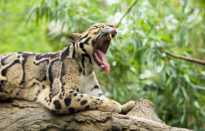 New Study Urges Better Protection for Sunda Clouded Leopards