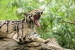 New Study Urges Better Protection for Sunda Clouded Leopards