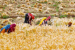 Nano DAP Experiment Reveals Decline in Wheat Yields
