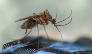 What is Eastern equine encephalitis?