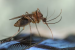 What is Eastern equine encephalitis?