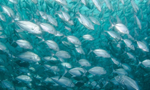 New Study Reveals Dire State of Global Fish Stocks