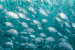 New Study Reveals Dire State of Global Fish Stocks