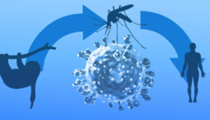 Oropouche Virus