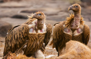 Vulture Count 2024