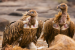 Vulture Count 2024