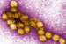 West Nile Virus – Current Updates (August, 2024)
