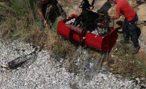 Greece Declares Emergency over Massive Flood of Dead Fish