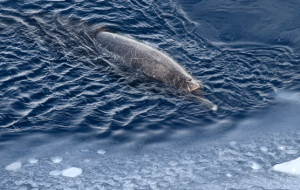 Rare Arnoux’s Beaked Whales Discovered Off Antarctica Coast